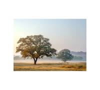 XENIOU Landscape Poster The sun rises from the prairie trees pictures, print canvas poster decor for living room, bathroom canvas art, for Bedroom Home Decoration.(black)-60x90cm Unframed