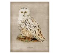 XENITE Wall Art Canvas Prints Vintage Types Of Owls Posters Woodland Animals Owl Prints For Bird Lovers Canvas Painting Art Wall Pictures Home Room Decor(J,30x40cm)