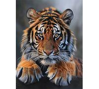 Xeoyenle Paint by Number Tiger 30x40cm DIY Acrylic Canvas Painting Art Craft for Adults & Kids, Non-Toxic, Easy to Use