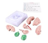 XFSLDOPRW Human Brain Model Anatomy for Kids, Neuroscience Study Tool, Detachable Brain Mold with Major Parts Labeled, Durable PVC Material for School Home Education