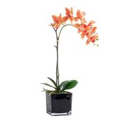 XFZJCHAP Artificial Flowers Yyqx Fake Flower Artificial Flower Set Simulation Butterfly Orchid Living Room Home Decoration Artificial Flower Dining Decorations