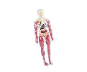 Xgdsnly Educational And Cognitive Human Body Model, Figurines with Removable Organs, 3D Skeleton to Assemble, PP Material, Suitable for Children And Schools, style A