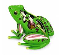 Xgdsnly Frog Makeup Three-dimensionalDimensional Frog Model with Detachable Parts Highly Accurate for Teachers, Kids, Classroom