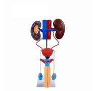 Xgdsnly Human Model Educational Model Accurate for Classroom, Research Facility, Male Urinary System Anatomy Model