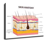 XGINERFEX Beauty and Dermatology Educational Poster Skin Anatomy Layers Chart for Training Office Decor(Framed,12x18inch(30x45cm))