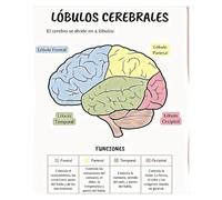 XGINERFEX Frontal Parietal Occipital Temporal Lobes Diagram, Brain Function Educational Poster, Gift for Psychology Major, Neuroscience Enthusiast, or Doctor(Unframed,08x12inch(20x30cm))