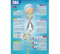 XGINERFEX Retro Science Poster DNA Double Helix Diagram Biology Chart for Classroom Study Room Wall-Art(12x18inch(30x45cm),Unframed)