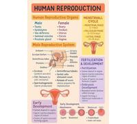 XGINERFEX Science Education Poster Human Reproduction Anatomical Chart for Biology Classroom Study Room Wall-Art(Unframed,08x12inch(20x30cm))