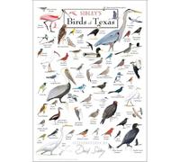 XGINERFEX Texas Birds for Poster - Educational Backyard Bird Species Chart, Wall-Art Gift for ‘s Room or Classroom(Framed,12x18inch(30x45cm))