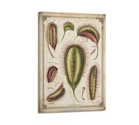 XGKJDS Exquisite Modern Family Canvas Wall Art Picture Print Photo Album-Vintage Botanical Poster Venus Flytrap Illustration for Plant Lovers 08x12inch(20x30cm)