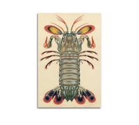 XGKJDS Poster Unframe Canvas Wall Art Prints for Kitchen Decor - Mantis Shrimp Animal Presented in Vintage Illustration 16x24inch(40x60cm) Picture Unframe Artwork