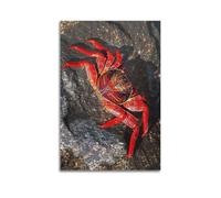 XGKJDS Poster Unframe Canvas Wall Art Prints for Kitchen Decor - Red And Black Crab Standing on The Rock 12x18inch(30x45cm) Picture Unframe Artwork