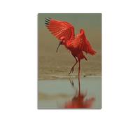 XGKJDS Poster Unframe Canvas Wall Art Prints for Kitchen Decor - Red Crested Ibis Animal Standing by The Water Spreading Wings 12x18inch(30x45cm) Picture Unframe Artwork