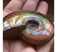 xiaghua369 Madagascar Natural Iridescent Ammonite Ammolite Facet Specimen Mineral Stone Conch Paleontological Snail Fossil Collectibles (Size : 30-40mm)