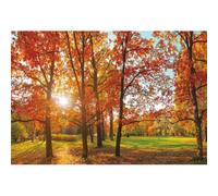 Xiaoterna 15x8ft Autumn Park Backdrop Fall Forest Golden Maple Leaves Green Grass Photography Background Outdoor Natural Landscape Sunshine Trees Party Decoration Kids Adults Portrait Photo Props