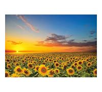 Xiaoterna 5x3ft Sunflower Field Backdrop Spring Natural Scenery Backdrop Blossoming Yellow Sunflowers Blue Sky Nature Background Birthday Party Decoration Kids Adults Portrait Photo Studio