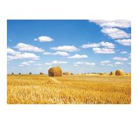 Xiaoterna 7x5ft Fall Farm Harvest Backdrop Farmland Harvest Blue Sky White Clouds Photography Background Birthday Party Decoration Kids Adults Portrait Photo Shoot Studio Props Suppliers