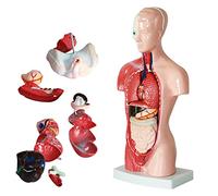 Xiaoxu 28CM Human Torso Model Detachable 15 Pieces of Torso Anatomy with Internal Organs Human Organ Anatomy Model Human Body Assembled Torso Model DIY