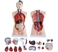 Xiaoxu 4D Anatomical Assembly Model of Human Organ's Torso, 85cm, Male Life Size, 19-Piece, Anatomiemodell, Human Torsomodell Disassembled suitable for lessons
