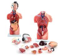 Xiaoxu 4D Body Anatomy Model 42Cm Human Female Torso Anatomical Model 15 Parts Medical Teaching Training Human Torso Body Model Anatomy Medical Internal Human Organs