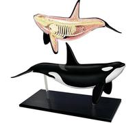 Xiaoxu 4D Whale Anatomy Model - Detachable Skeleton for Biology and Medical Teaching, Ideal for Research and Education, Detailed and Accurate Representation