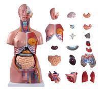 Xiaoxu 85Cm Life Size Anatomical Human Torso Model Unisex Model With 23 Removable Parts And Teaching Organs For Medical And Science Learning Students
