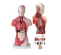 Xiaoxu Anatomical Human Torso Body Model Anatomy 15 Removable Parts-Heart Visceral Brain Skeleton Internal Organs for Teaching Education 28Cm
