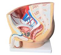 Xiaoxu Anatomical Pelvic Cavity Model, Hand-Painted Male Sagittal Section Training Aid, Detailed Educational Organ Model for Anatomy Study