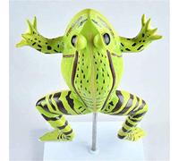Xiaoxu Animal Model, Frog Educational Model Animal Model Anatomical Skeleton Organ With Digital Display Identification Veterinary Gift