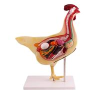 Xiaoxu Chicken Model Animal Chicken Anatomical Model Removable Chicken Organ Anatomy Model Simulation Chicken Model for Study Display Teaching Medical Model 3D Assembly