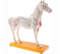 Xiaoxu Equine Acupuncture Model for Anatomy Teaching, 4D Biological Model for Horses in Veterinary Medicine, Detailed Animal Anatomical Model
