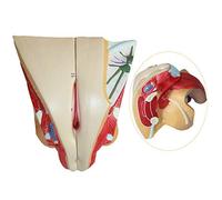 Xiaoxu Female Reproductive Model - PVC Anatomy Model for Study, Teaching, and Presentation - Detailed Human Organs Replica