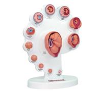 Xiaoxu Fetal 4D Model - Fetal Organ Growth Model Fetal Model The Fetus Uterine Embryo Development Model Human Anatomy Model Fetus Organ Growth Process Model for Education Teaching Supply