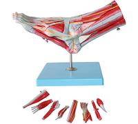 Xiaoxu Foot ical Model with Bracket - 9 Parts with 52 Digital Signs - Icluding Bones, Muscles, Nerves, and Blood Vessels Of The Human Foot Organ Model