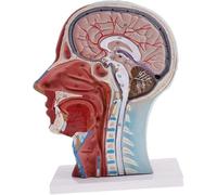 Xiaoxu Human Anatomy Model - Didactic Skull Teaching Aid for Biology Education, Educational Tool for Anatomy Studies, Perfect for Classrooms and Learning Environments