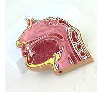 Xiaoxu Human Anatomy Model for Learning, Educational Teaching Aid, Detailed Medical Anatomy Demonstration for Students and Professionals, Perfect for Classroom and Study