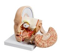 Xiaoxu Human Anatomy Model, Life-Size Cranial Cavity with Removable Half Head for Teaching, Digital Position Marking for Educational Demonstration
