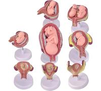 Xiaoxu Human Embryonic Development Model, Removable Fetus Anatomy for Medical Education and Study