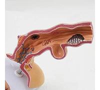 Xiaoxu Human Esophagus Model - Anatomical Teaching Tool for Digestive System Studies, Educational Anatomy Model for Students and Professionals, Detailed Anatomy Replica