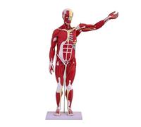 Xiaoxu Human Muscle and Organ Model, 27-Part Half Life-Size Human Body Muscle Model, Muscular System Model with Removable Parts Education Organs, for Learning
