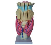 Xiaoxu Human Organ Anatomical Model - Professional Magnified Human Larynx Joint Simulation Model Anatomy Teaching Model -For Educational Train Aid