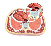 Xiaoxu Human Torso Anatomy Model - Educational Tool for Medical and Nursing Schools, Thorax Cross-Section for Learning Anatomy and Physiology, Detailed Study Aid