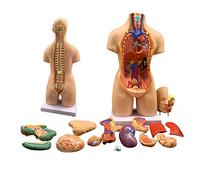 Xiaoxu Human Torso Body Models 3D Physiology Model 55Cm Medical Torso 19 Pcs Removable Organs Human Body Model Anatomy Doll Education Organs Model for Teaching Study Class Students