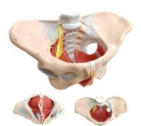 Xiaoxu Lifestyle Pelvic Floor Model, Female Pelvic Model With Pelvic Floor Muscles Perineal Model All In One Anatomy Model 1:1 Lifestyle Human Skeleton