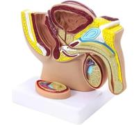 Xiaoxu Sagittal Median Section of The Male Pelvis with Anatomical Testicles Anatomical Model of The Male Pelvic Structure Male Pelvis with Testicles Model of Mannequin Organs