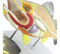 Xiaoxu Simulated Perch Internal Organ Anatomy Model Aquaculture Biology Teaching Experiment Detachable Animal Model Fish Anatomical Model Experimental Device