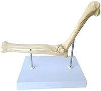 Xiaoxu skeleton model Educational Dolls Dog Ear Structure Anatomy Animal Organ Model Canine Dog Ear Anatomical Model Teaching Model for Animal Health Care Veterinary for Medical Demonstration