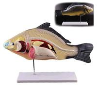 Xiaoxu Teaching 3 parts of fish model of 3D fish dissection anatomical model of laboratory in internal organs of anatomy animal biological for Skeleton Model