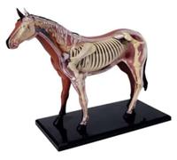 Xiaoxu Teaching Anatomical Model, Simulation Horse, Biomodel, Animal Organ Anatomy, Biological Model, Organ Model Skeleton Model