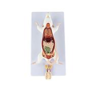 Xiaoxu Teaching Mouse Anatomical Model - Animal Anatomical Model Mouse Anatomy Model - The Anatomical Structure Model of Mouse Organs - for Educational Training Aid Skeleton Model